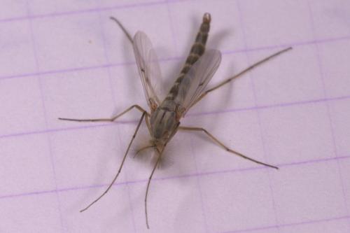 Chironomus sp.